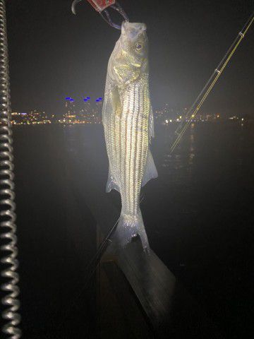 サイズを選んで釣る方法
