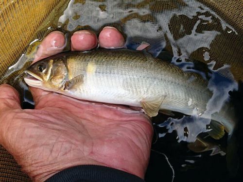 狩野川増水中、鮎釣りは当分無理