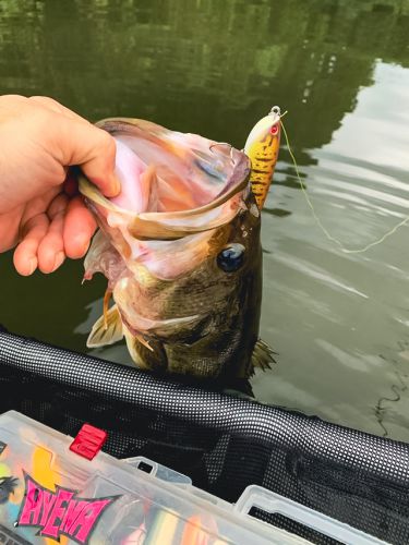 錯乱部隊よりの釣果報告