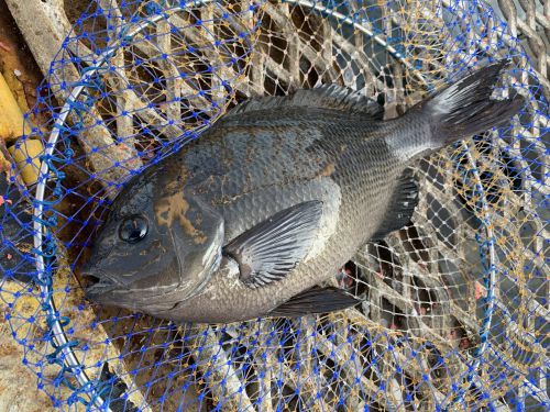 2021年の初釣りで釣果は？！3月上旬の磯子海づり施設へ釣りに行ってみました。