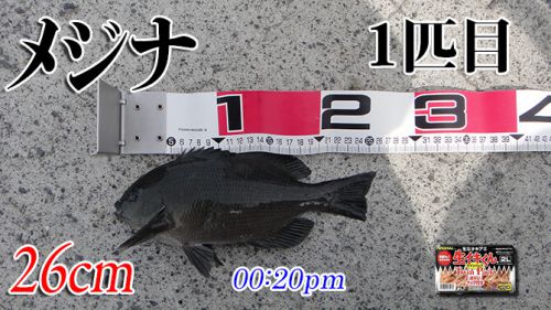 爆風にラインを取られて大惨敗！柳井市の黒鯛釣り #047