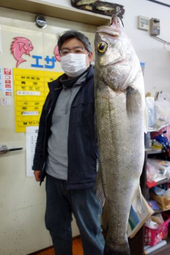 浜名湖シーバス釣れました