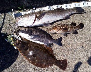 浜名湖　ヒラメ、シーバス、クエ、クロダイの釣果投稿頂きました