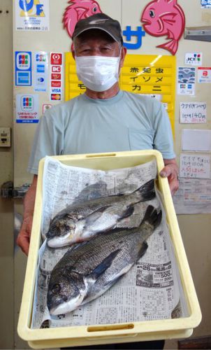浜名湖　オカッパリのルアーフィッシングで黒鯛釣れました