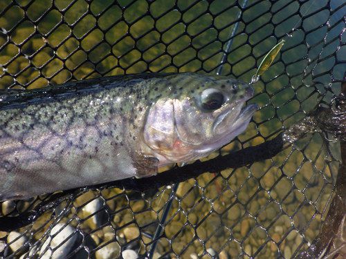 「北方ます釣り場」平日ピーカンを攻略してみた　その2